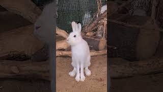 Что? Что!? Суслик #Bunny #Hare #Cute #Wild