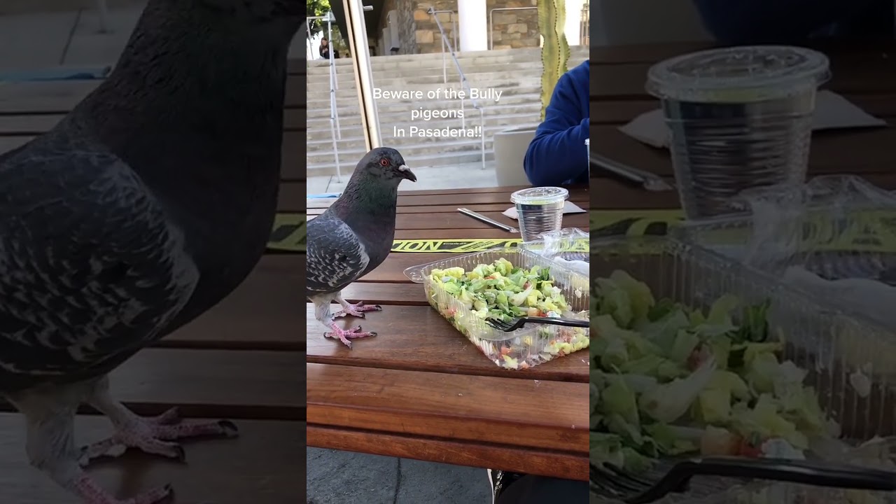 Pigeons show aggressive behavior in pasadena 