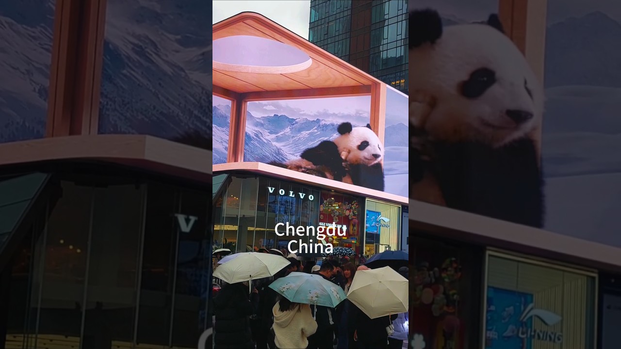成都大熊猫China Travel in Chengdu