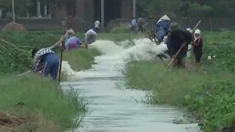 Rau bị ngập úng cần làm gì??