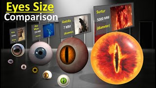 Eye Size Comparison | Human | Animal| Monster Eyes size comparison