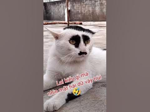 кота Гитлер - YouTube