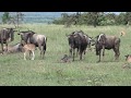 Birth of a Wildebeest, Kenya