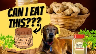 Can Dogs Eat Peanut Butter? Should Senior Dogs Eat Natural Peanut Butter?
