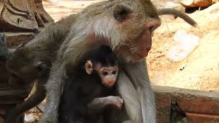 A cute little monkey goes for a walk with his mother / Cute Macaque