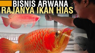 SUKSES JUALAN IKAN ARWANA SUPER RED DARI 2,5 - 35 JUTA/EKOR