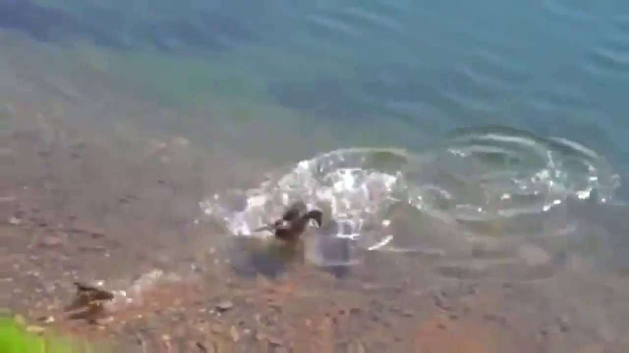 Ataques de lucio a patos