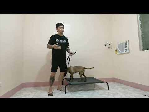 Video: Longtime Dog Trainer Har Premiere På Nytt Show