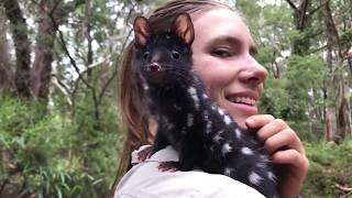 Meet Qunicy - the adorable Eastern quoll