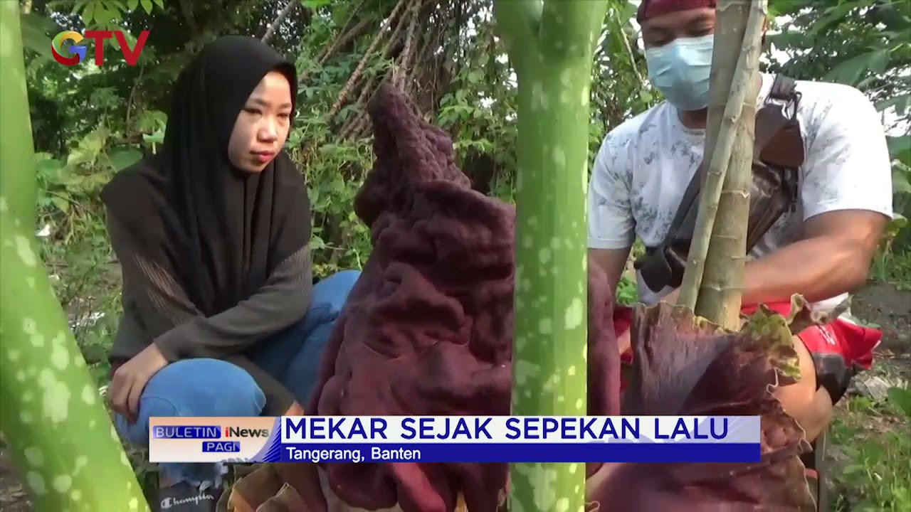 Langka, Bunga Bangkai Tumbuh dan Mekar di Kebun Warga #BIP 11/10