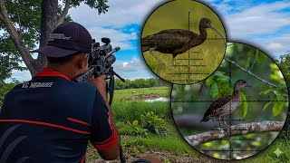 Download Lagu JACKPOT 6 EKOR BELIBIS TOTOL SAAT LONG RANGE SANTAI DI DEKAT RUMAH MP3