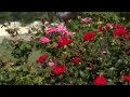 Prune Knock Out roses to improve fall blooms Prune Knock Out roses to improve fall blooms
