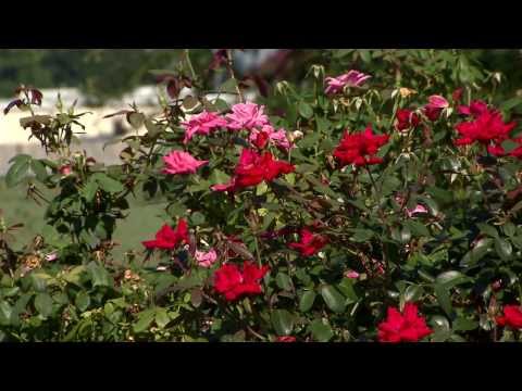Video: Knock Outs Not Blooming: Reasons For No Blooms On Knock Out Roses