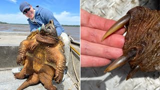You Absolutely Don't Want to Get Bitten By This Turtle by TrTube 628 views 12 hours ago 10 minutes, 2 seconds
