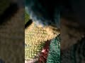 رعا رعا
