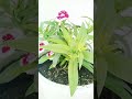 flower blooming ll terrace garden l plants #flowers #youtubeshorts #shorts#trendingshorts #gardening