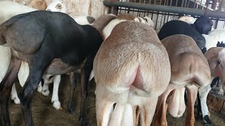 Best Dumba Sheep Collection In Bhiwandi