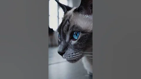 Watch the video about Mesmerizing Siamese Cat Eyes
