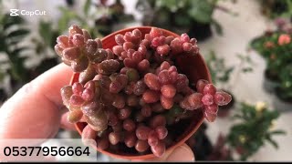 Pembe Süt Ağacı Ve Stahli Sukulent Çeşitleri Sınırlı Sayıda Kaldılar Kaçırmayın