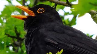 Il Canto del Merlo  Mirlo Cantando  Merle Noir Chant  Amsel Gesang  Blackbird Song  Kos pjeva