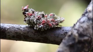 Lacewing larvae carries lichen and corpses on its back. Aka, junk bug.