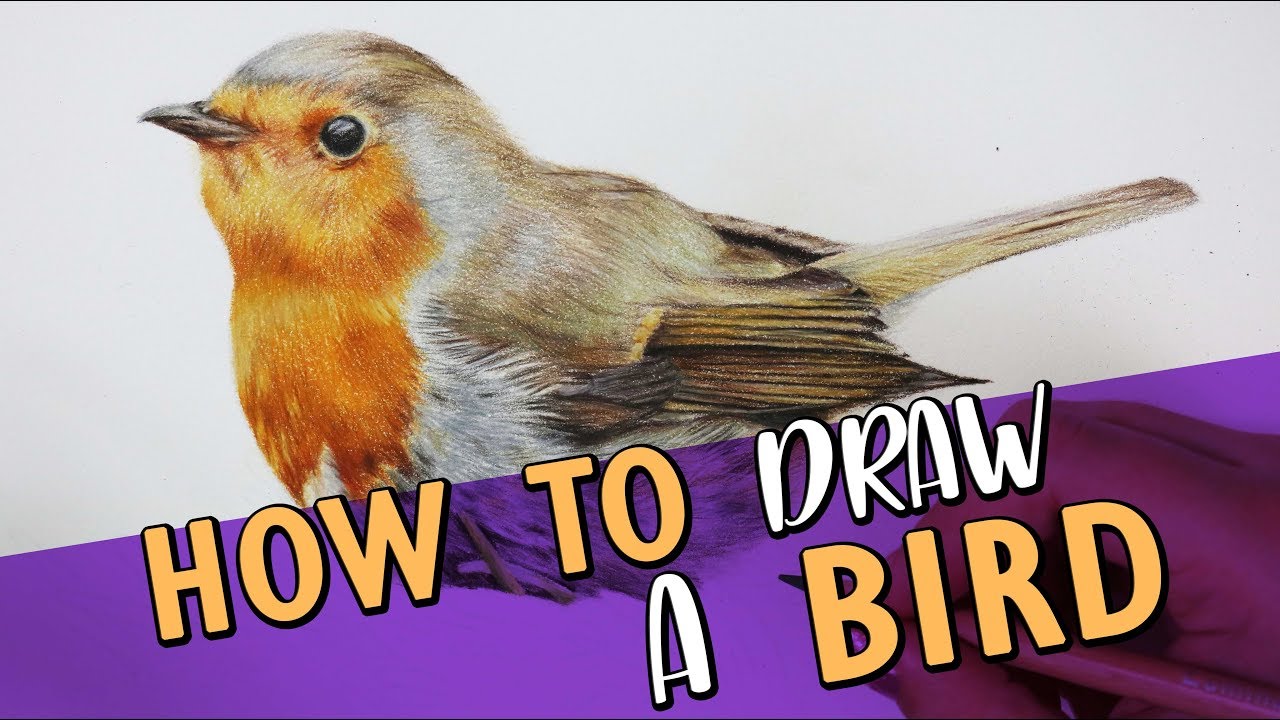 How to draw flying rainbow bird's drawing easy step by step with colour ||  Bird 🐦 drawing easy way. - YouTube