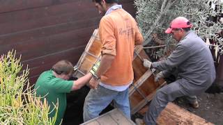 36" Box Olive Tree Planting