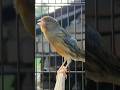 Baby Animal Sounds Bird Sound Birds Animals Canary Funnyanimals Baby Animal Sounds Bird Sound Birds Animals Canary Funnyanimals