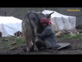 milking in the himalayan yak farm || Nepal || dolpa || lajimbudha ||