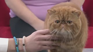 Fancy felines ready to compete in annual cat show!