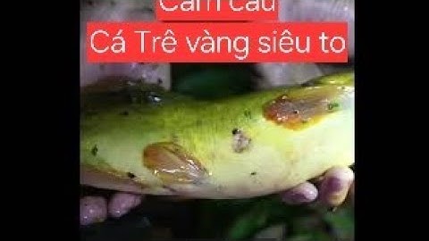 Cấm câu rừng U Minh Thượng dính toàn cá khủng#camcaucaloc #cadong#sanbatca 
