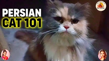 Persian Cat 101: Everything You Need to Know About Care, Diet & History