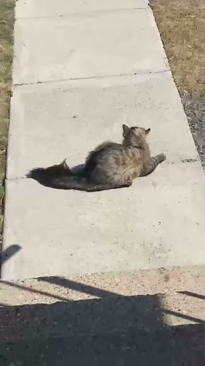 Cat Encounters 26 MPH Winds || ViralHog