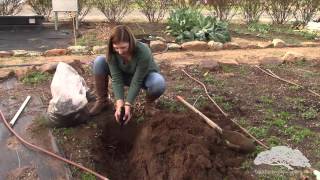 How to Plant Asparagus