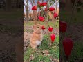 癒しの瞬間！可愛い動物に心癒される日々♪