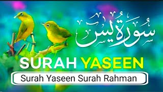 Surah Yaseen Surah Rahman |yasin dua|Ep- 00364] Daily Quran Tilawat | surah yaseen surah rahman