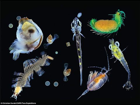 Video: Wie groß ist das Holoplankton?