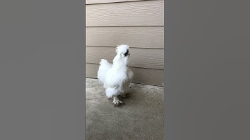 Thumbnail of Silkie rooster crowing