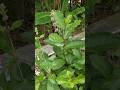 DAUN SENGGUGU or Rotheca serrata #senggugu #srigunggu #Rothecaserrata