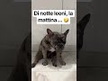 Di notte leoni, la mattina.... 🤣