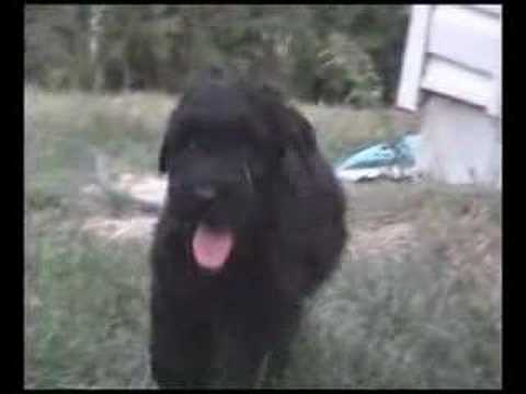 Black russian Terrier Puppies