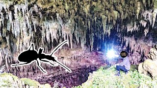 オセアニアの洞窟にひそむ「究極の地下性昆虫」を発見
