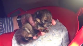 Наша Бэтти. Малый шпиц c щенком. 13 дней после рождения . Наша Бэтти. Малый шпиц c щенком. 13 дней после рождения .