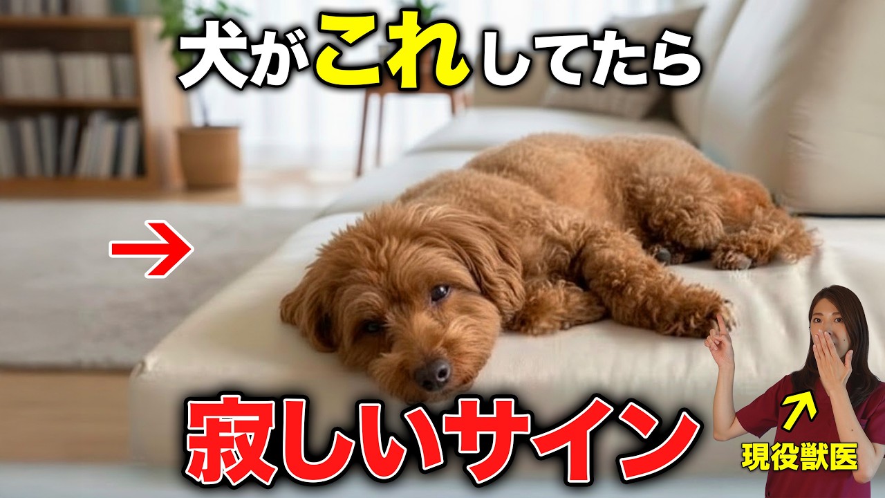 実は多くの飼い主が見逃す！愛犬の「寂しい」サイン7選