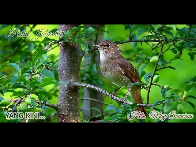 BURUNG KENARI - May Sumarna [Lirik] class=