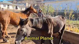 Neues Video über das Leben der Pferde #2