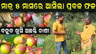 ମାତ୍ର ୫ ମାସ ରେ ଆସିଲା ଫଳ || How to start Apple Ber farming in Odisha. efarmingodisha appleber