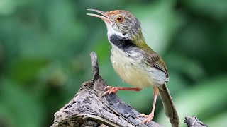 Common Tailorbird Call | Orthotomus sutorius