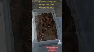 Bigattini στο ζυμάρι!