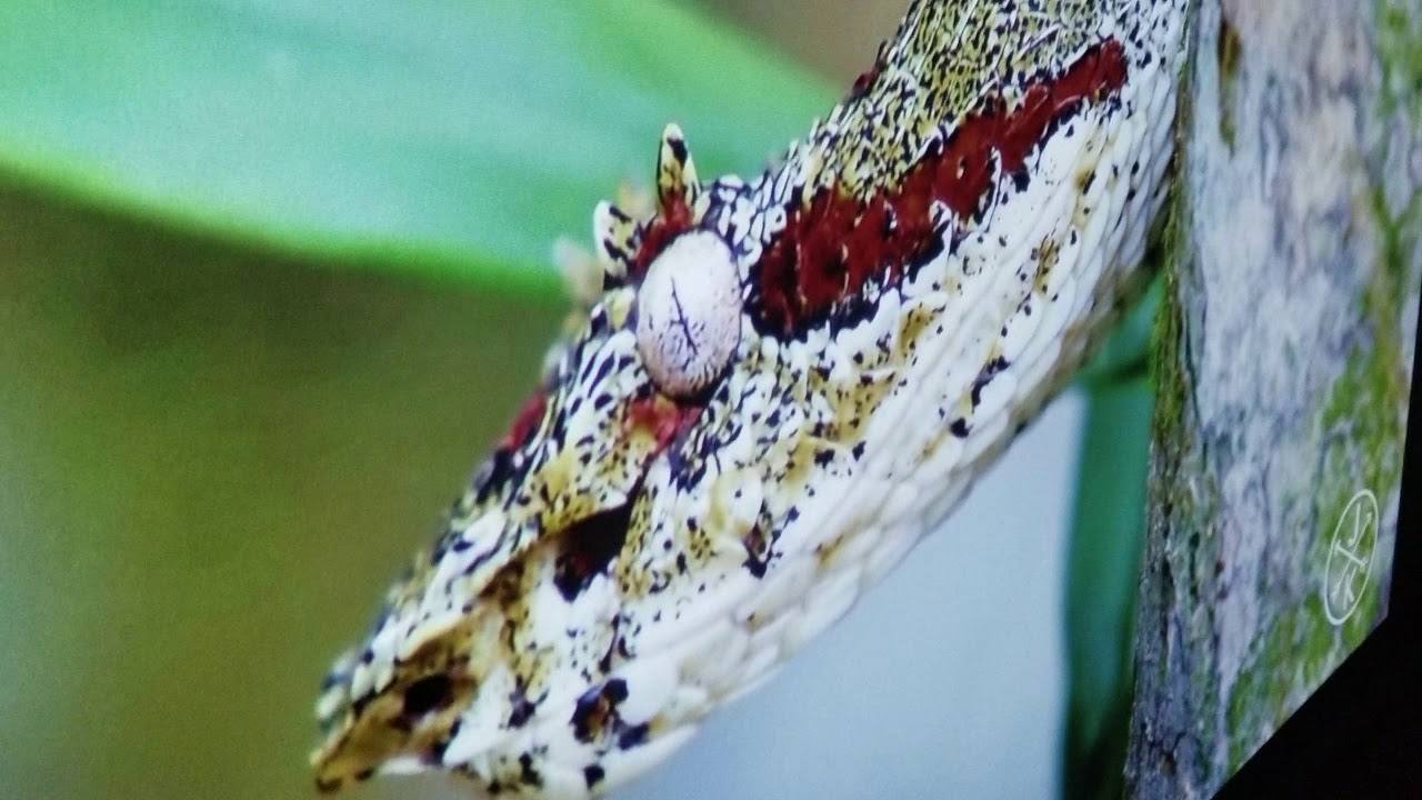 Viewsonic PX747 4k projector charcoal black paint mix. The best cheapest 4k projector.